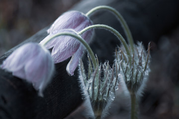snowdrops in the drops
