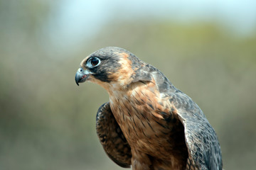 this is a close up of a hobby falcon
