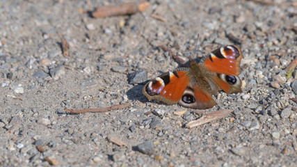 Bella farfalla rossa posata sul sasso