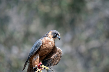 the hobby falcon is balancing on a glove