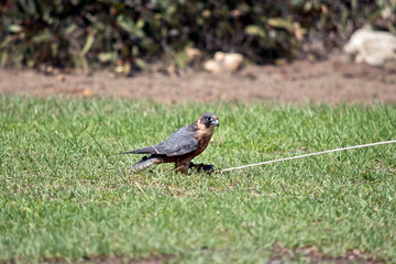 the hobby falcon has just caught the lure
