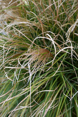 Miscanthus sinensis