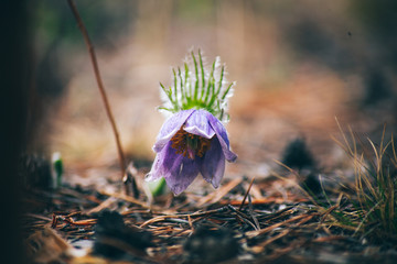 snowdrops in the drops