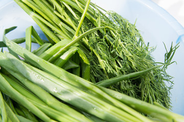 A bunch of fresh greens dill and onion for salad in a blue cup. Healthy and organic farm food