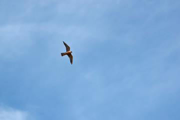 the hobby falcon is flying over head