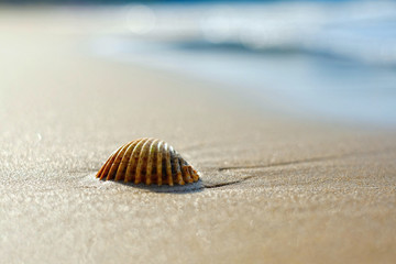 seashell on the beach by the sea