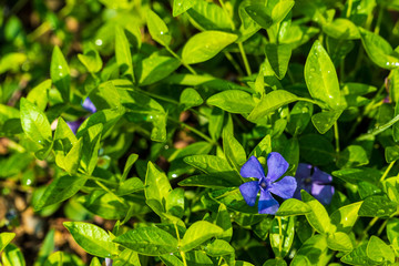 Vinca minor Periwinkle smaller view from the top