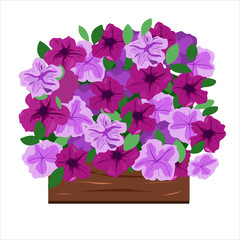 Petunias in the seedling box for planting