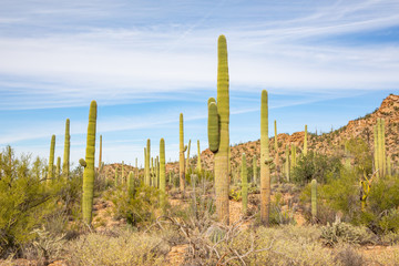 Saguaro National Park in Arizona