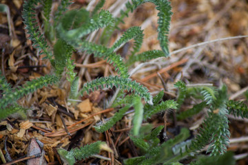 forest plants