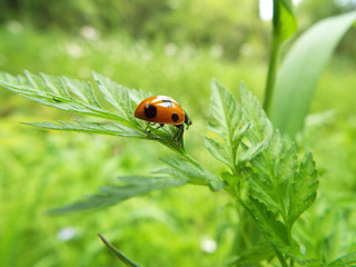 ナナホシテントウ ladybug