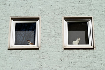 zwei Katzen im Fenster