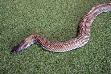 Fototapeta premium the Kangaroo Island tiger snake is slithering along the grass