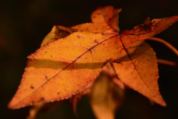 Autumn Leaf