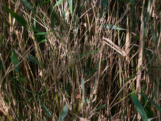 Background of bamboo stalks with some green foliage in spring sunshine