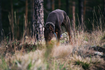 Doberman dog on a walk in the woods