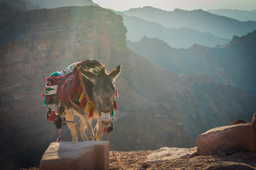 Donkey at the top of Petra, carrying donkeys top of the rocky mountains at sunset