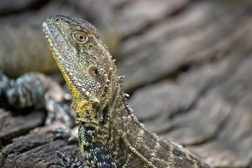 this is a side view of a water dragon