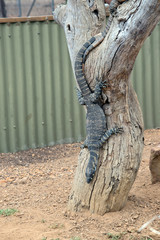 the Rosenberg monitor is climbing down the tree