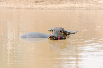 One buffalo in the river