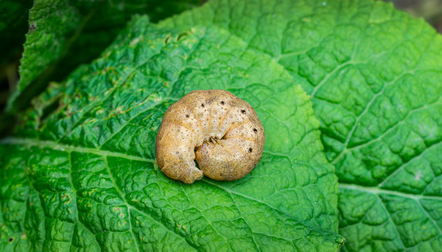 Broad Bordered Yellow Underwing moth caterpillar Noctua fimbriata on eaf. Close-up of big brown caterpillar. This larva of owlet moth Noctuidae is pest of most crops.