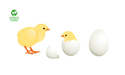 Easter chicken hatched from an egg. Farm animals collection.