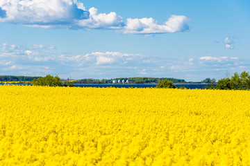 In voller Blüte stehendes Rapsfeld Bei Laboe an der Ostseeküste