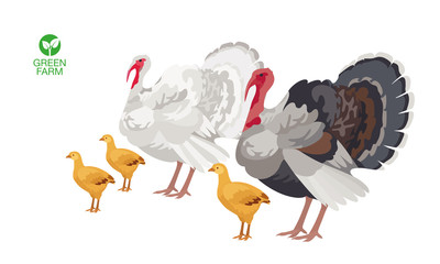 Turkey with turkey-poult on white background. Farm animals collection.