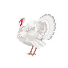 Turkey on white background. Farm animals collection.