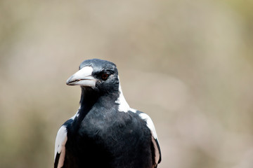 the magpie is a black and white bird with brown eyes