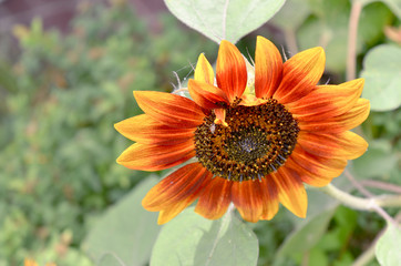 Red Orange Sunflower Growing in a Green Garden