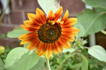 Red Orange Sunflower Growing in Front of a Brick Wall