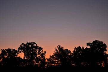 Dark Trees against a Purple & Mauve Sunrise/Sunset Sky