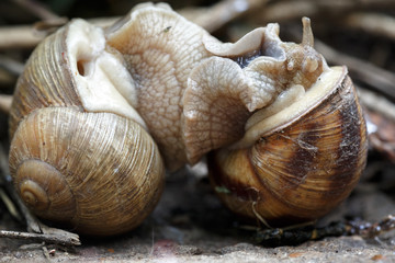 Two snails mate. They connected with each other. On a natural background.