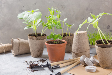 Gardening farming. Seedlings cucumber and pear in peat pot with scattered soil and garden tool. Set...