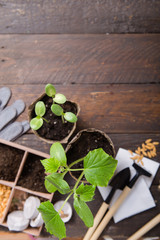 Gardening farming. Seedlings cucumber and pear in peat pot with scattered soil and garden tool. Set for growing on wooden  background.