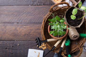 Gardening farming. Seedlings cucumber and pear in peat pot with scattered soil and garden tool. Set...