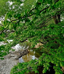 trees spreading branches over the riverbed