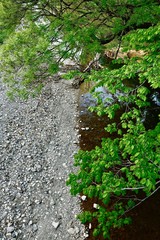Fototapeta premium trees spreading branches over the riverbed