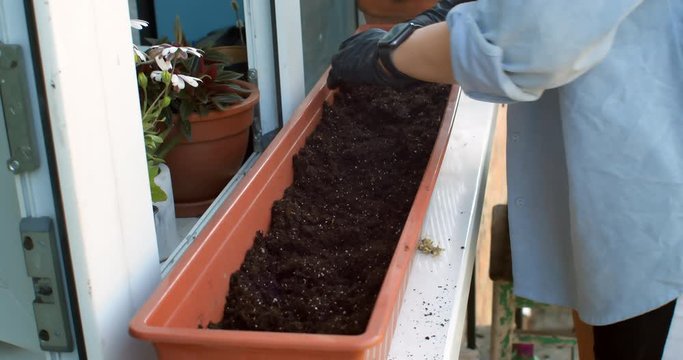 Female gardener prepares soil in flower pot to plant seeds and sprouts. Woman grows small vegetable garden on balcony in her city apartment. Self sufficiency and reliance 