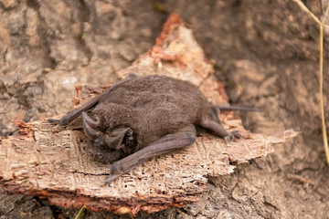 タンザニア・ンゴロンゴロで見つけた、コウモリの赤ちゃん
