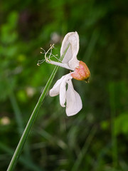 Fiore