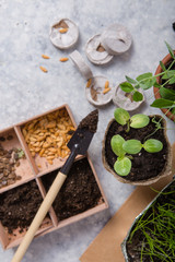 Gardening farming. Seedlings cucumber and pear in peat pot with scattered soil and garden tool. Set...