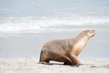 this is a female sea lion at Seal Bay