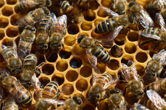 Honigbienen auf Waben mit unverdeckeltem Honig und Pollen, Futterwaben