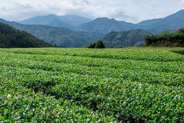 Fototapeta na wymiar China's green tea garden. Spring tea plantation.