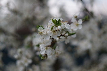 blooming cherry tree