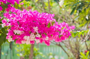 A large pink and white bougainvillea flower group grows the summer during the daytime in the home gardens.