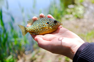 small colored fish in the hands of the fisherman