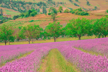 Fototapeta na wymiar Lavender field in the mountains, France